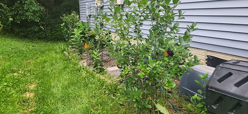 aronia aa.jpg